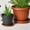 6Pcs Flower Pot Drip Trays Under $5 A1343, variant on kkbbma under $5 Flower Pot Drip Trays, Heavy Duty Plastic Plant Saucer,Round Flower Pot Drip Tray,Water Catcher Tray,Indoor Outdoor Use,Small Plant Tray