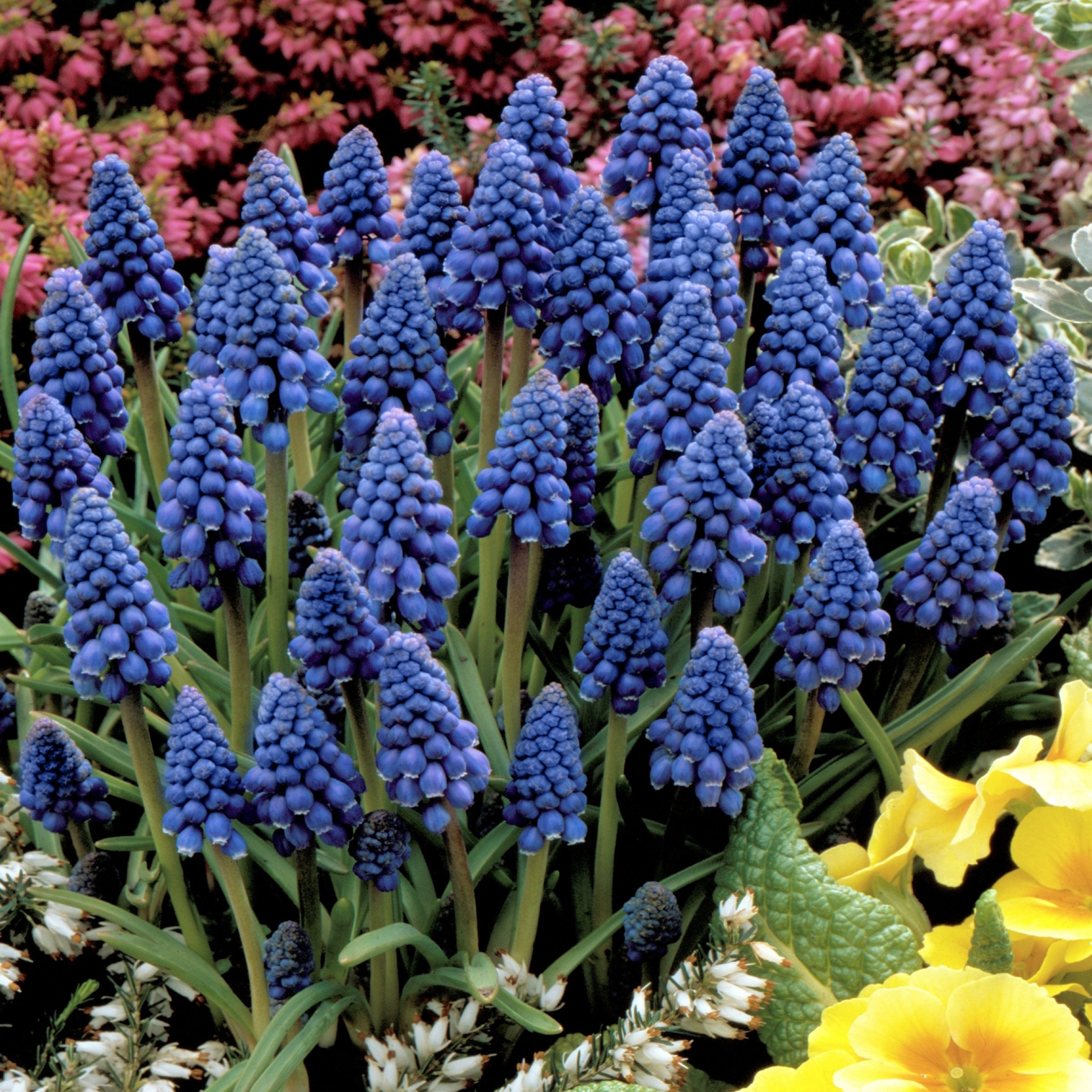 National Plant Network Muscari Armeniacum Live Bulbs (50-Pack)