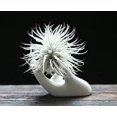 thumbnail image 2 of Air Plant Holder Cute Ceramic Mini Hand Shape Stand Airplants Tillandsia Small Container Pot Plant Decorative Home Decor for Desk Table Shelf, 2 of 5