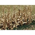 thumbnail image 1 of Dried Corn Stalks 2" Tall 28/Pkg-, 1 of 2