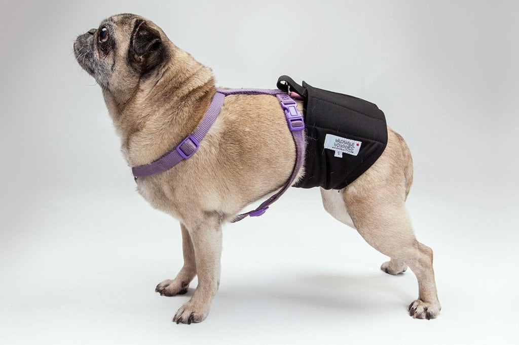 dog belly band walmart