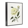 thumbnail image 2 of Stupell Industries Transitional Cream Garden Peony with Buds Black Framed Giclee Art, 11 x 14, by Nan, 2 of 8