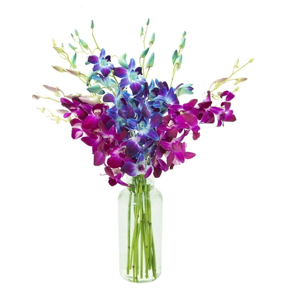 KaBloom : 5 Blue & 5 Purple Dendrobium Orchids, Vase, Next-Day Delivery, Gift for Every Occasion.