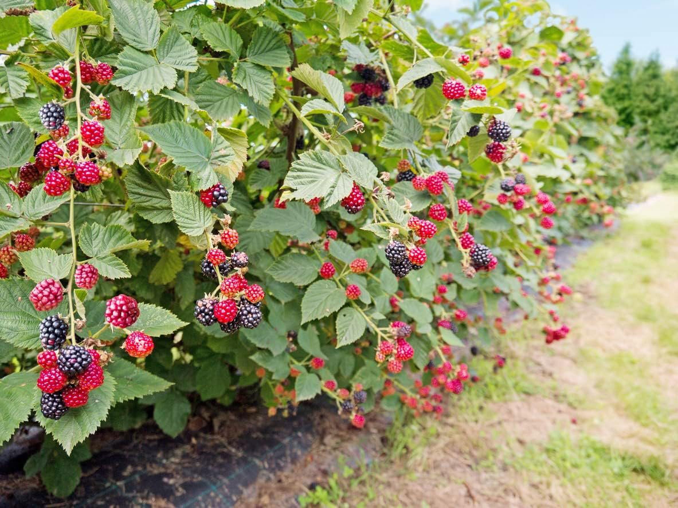 Ahpahchee BlackBerry Plant - Live Plant in a 2 Inch Pot - Rubus - Fruit Trees for The Patio and Garden