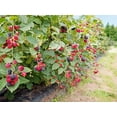 thumbnail image 3 of Kiowa BlackBerry Plant - Live Plant in a 2 Inch Pot - Rubus - Fruit Trees for The Patio and Garden, 3 of 5