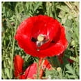 thumbnail image 4 of Everwilde Farms 2000 Red Poppy Flower Seeds, Gold Vault, 4 of 5