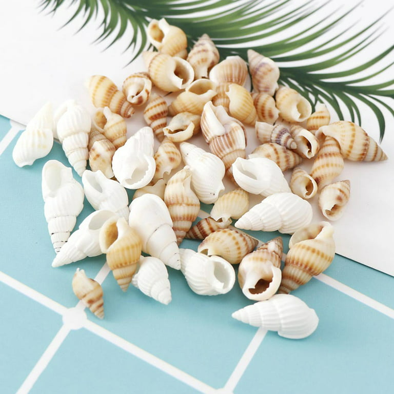 60 pcs Tiny Spiral Shells Natural Seashells For Crafts Nautical Art Decor  1-2 cm
