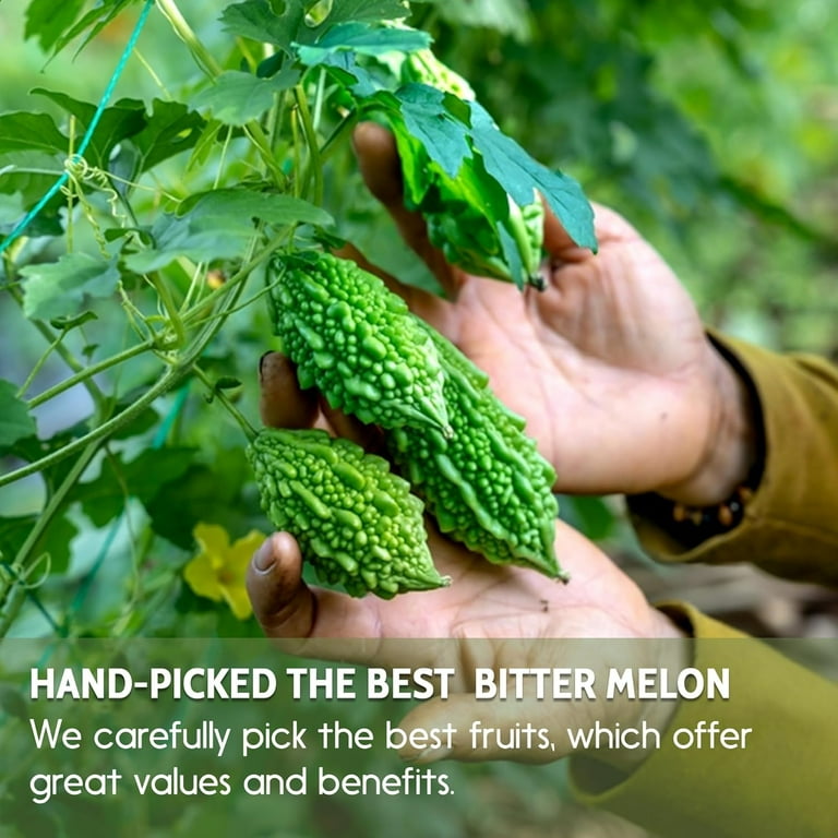 3 Packs) Dried Bitter Melon Slices 3.5 oz | Organic Bitter Melon
