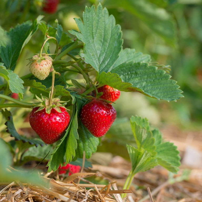 Fragaria x ananassa (strawberry) F1 'Summer Breeze Cherry