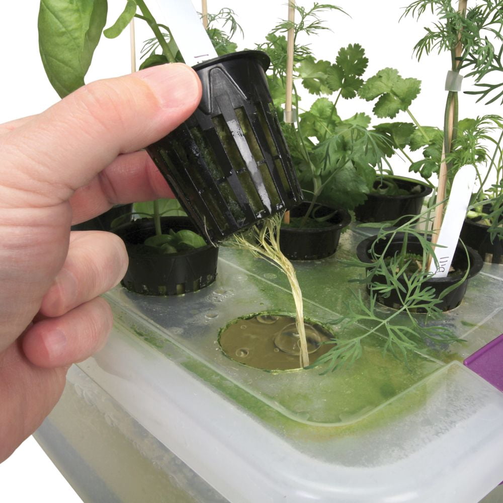 Visual Desktop Hydroponics, Track Growth Of Plants And Their Roots