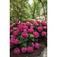 thumbnail image 3 of Endless Summer 3Gal Pink Purple Hydrangea Summer Crush Live Shrub Grower Pot Sun, 3 of 5