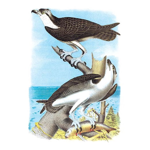 The Fish Hawk Fine art canvas print (20" x 30")