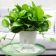 thumbnail image 4 of Maceta de ABS de 2 capas con contenedor de plantas de riego automático con tanque de agua (23,5 cm) Likrtyny Libre de BPA, 4 of 4