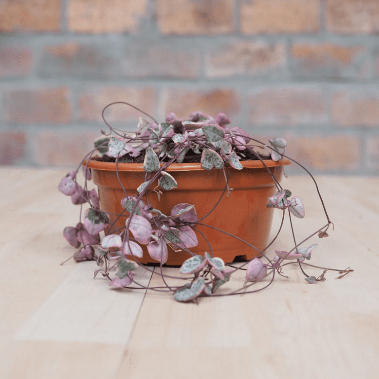 Variegated String of Hearts Plant, Pink String of Heart Succulent Houseplant 2.5 Inch Pot