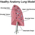 thumbnail image 4 of Smokers Lung Model, Healthy Lung Model Life Size Human Lung Anatomy Model with Pathological Features, 4 of 8