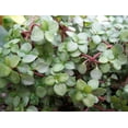 thumbnail image 2 of String of Blue Tears - Pilea glauca - 2.5" Pot, 2 of 3
