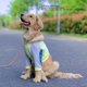 thumbnail image 3 of Camisa Para Perro, Rayas Azules Y Blancas, Camisetas De Algodón Para Perros, Ropa Suave Y Transpirable Para Cachorros, Resistencia A La Abrasión, Prendas De Manga Corta Para, 3 of 7