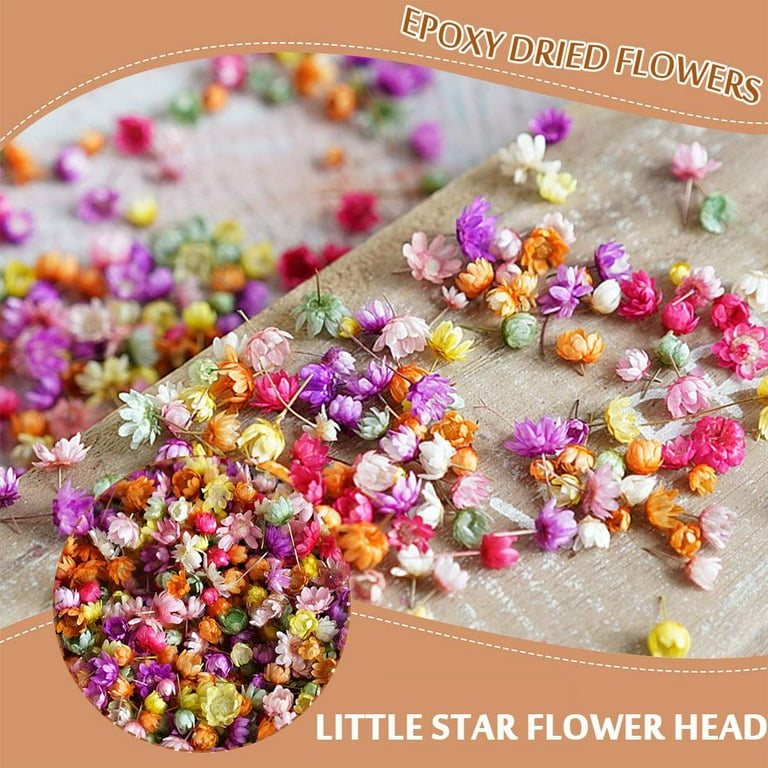 Tiny dried hotsell flowers for jewelry