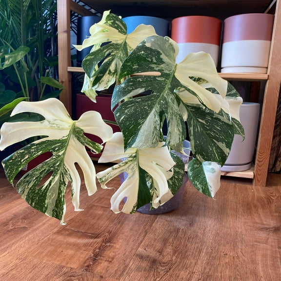 Monstera deliciosa–Thai Constellation–Variegated indoor plant 6" Pot