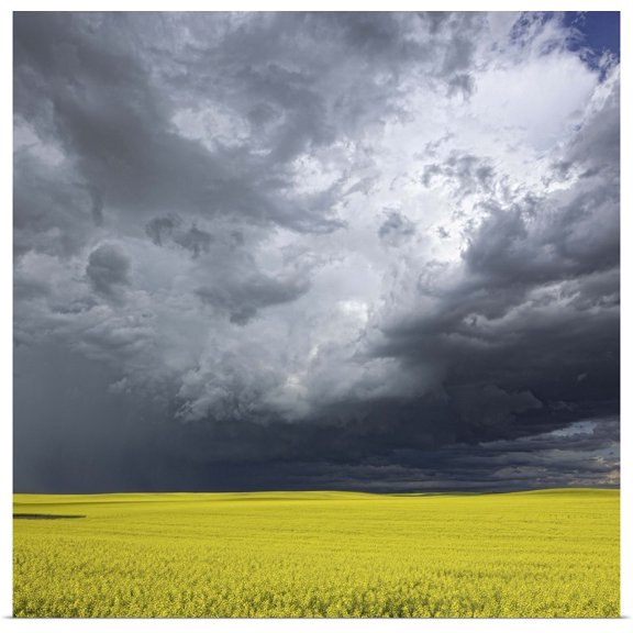 Great BIG Canvas | Rolled Robert Postma Poster Print entitled Storm clouds gather over a sunlit canola field in southern Alberta, Alberta, Canada