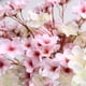 thumbnail image 4 of Ramas de Flores Artificiales onlyliua Seda Decoración Hogar Boda Jardín Japonés Fiesta, 4 of 7