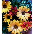 thumbnail image 2 of Coppel, Anna 15x16 Black Ornate Wood Framed with Double Matting Museum Art Print Titled - Colorful Bunch, 2 of 4