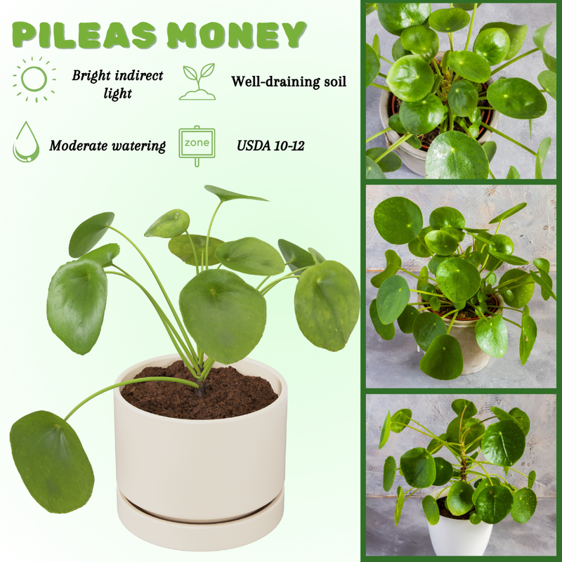 Pileas Money Plant Live, Pilea Peperomioides Live Plant, 2 inch Pot for Indoor Planting