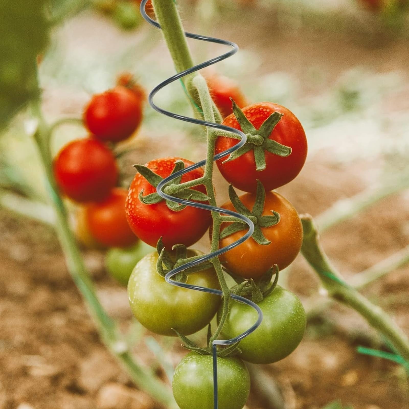 Tomato Twist Stake,Spiral Tomato Stakes,Twisted Tomato Stakes, Plant Supports Spiral Tomato Cages,Spiral Plant Support for Potted Plants Tomato Rose Vine