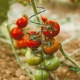 thumbnail image 3 of Tomato Twist Stake,Spiral Tomato Stakes,Twisted Tomato Stakes, Plant Supports Spiral Tomato Cages,Spiral Plant Support for Potted Plants Tomato Rose Vine, 3 of 7