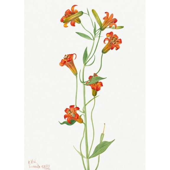 Botanical Plant Illustration - Small Tiger Lily (Lilium parvum) by Mary Vaux Walcott - 12" x 18" Art Print Wall Decor