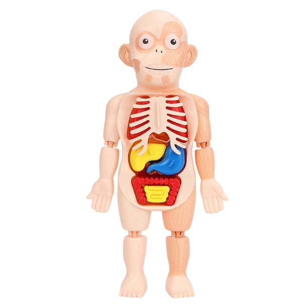 Modelo educativo 3D torso Desmontable Zulema Anatomía del cuerpo humano