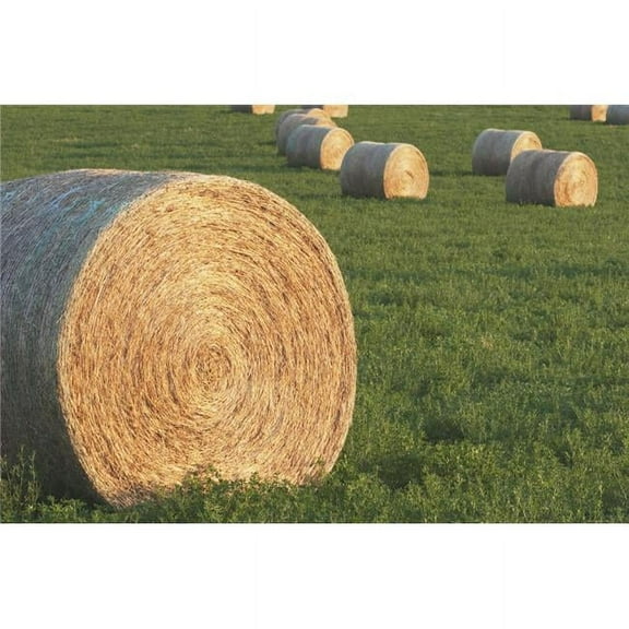 Hay Bales In Green Alfalfa Field  Alberta  Canada Poster Print