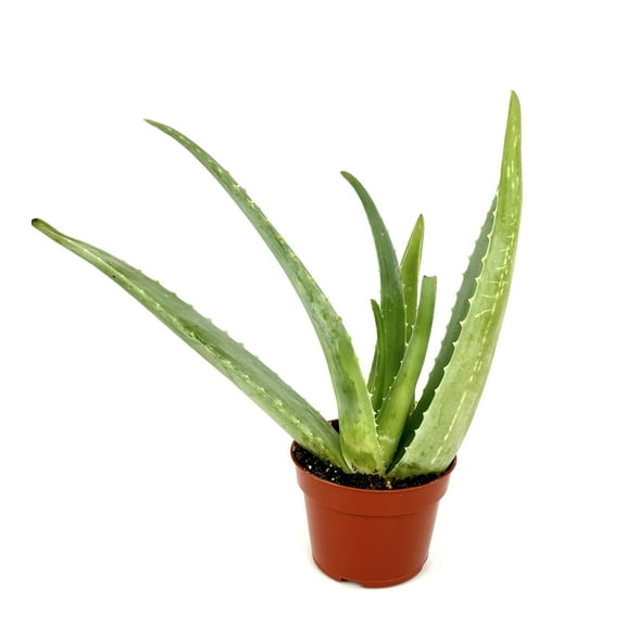 Aloe Vera Aloe Barbadensis 5"-6" Live Aloe in 2" Pot