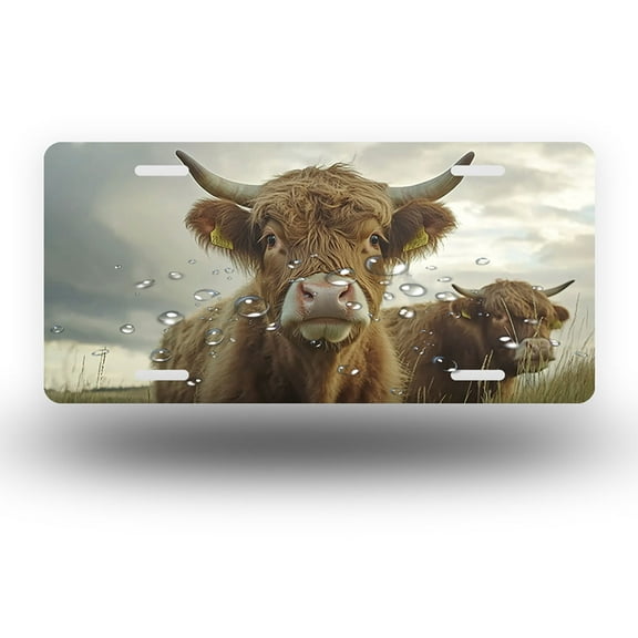 License Plate,Highland Cows in the Field Decorative Front,Personalized Stainless Steel License Plate Cover For Men Women,12.2" X 6.2"