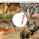 thumbnail image 4 of Butt Out Tool - Deer Field Dressing Accessories Animal Livestock Anal Cleaning, 4 of 5