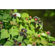 50 *Seeds BLACK RASPBERRY Rubus Leucodermis Fruit Bush Vine Seeds