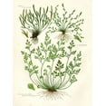 thumbnail image 3 of Gango Home Decor Vintage Fern III & IV; Two 16x20in Fine Art Paper Giclee Prints, 3 of 6