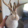 thumbnail image 5 of XIBUFE Jackalope Wall Decor,Animal Head Resin Antler Rabbit Mount, 5 of 7