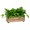 Off-White, variant on THYOI Wooden Planter Box, Storage Box 17”L x6”W x5.5”H with Crate Style, Acacia Wood Flower Box, Rustic Rectangle Box Planter for Planting, Decor and Storage - 3 Colors (Golden Walnut)