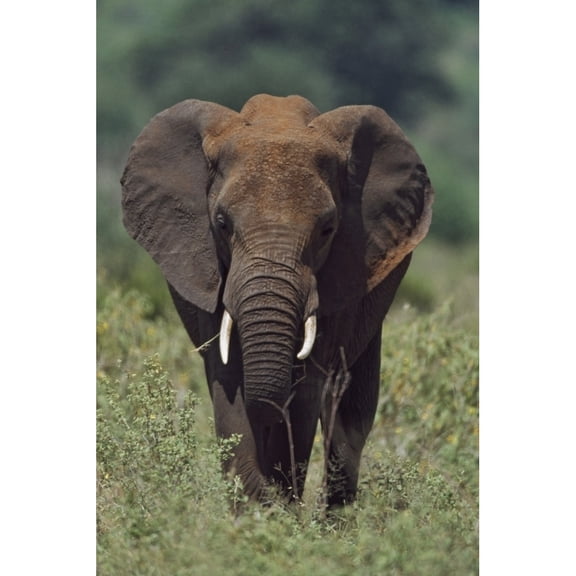 Posterazzi DPI1865414 African Elephant Africa Poster Print, 12 x 19