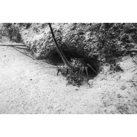 Spiny lobster hiding in a hole in Grand Cayman Cayman Islands Poster Print by Jennifer IdolStocktrek