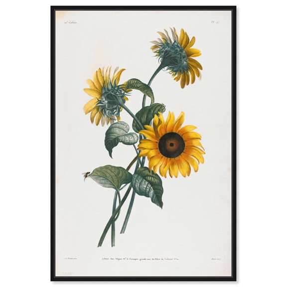 Art Remedy Botanical Prints Canvas, 10" x 15", Black Frame, Sunflowers 1805
