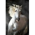 thumbnail image 2 of Golubenko, S. 17x24 White Modern Wood Framed Museum Art Print Titled - White Andalusian, 2 of 4