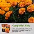 thumbnail image 4 of 2 Packs Crackerjack Marigold Seed - Non-GMO Heirloom Full Sun Annual Flower, 4 of 7