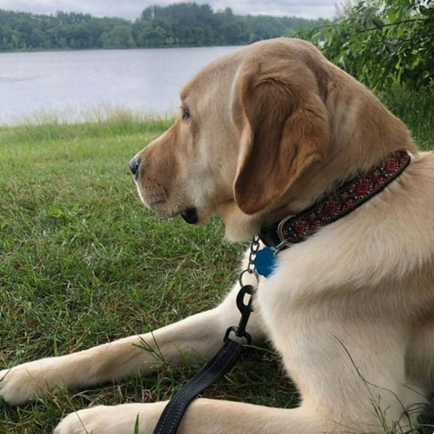 What Are Reflective Dog Collars And Why Does Your Community Dog Need O