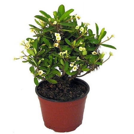 White Crown of Thorns - RARE - Euphorbia - 5" Pot
