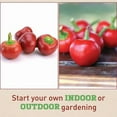 thumbnail image 3 of Pepper Seeds - Large Red Cherry Hot Ut Non-GMO Variety Pepper Seeds - Non-GMO - 50 Seeds, 3 of 7
