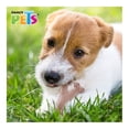 thumbnail image 2 of Juguete para Perro Fancy Pets en Forma de Hueso Sabor Tocino Chico, 2 of 4