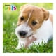 thumbnail image 2 of Juguete para Perro Fancy Pets en Forma de Hueso Sabor Tocino Chico, 2 of 4