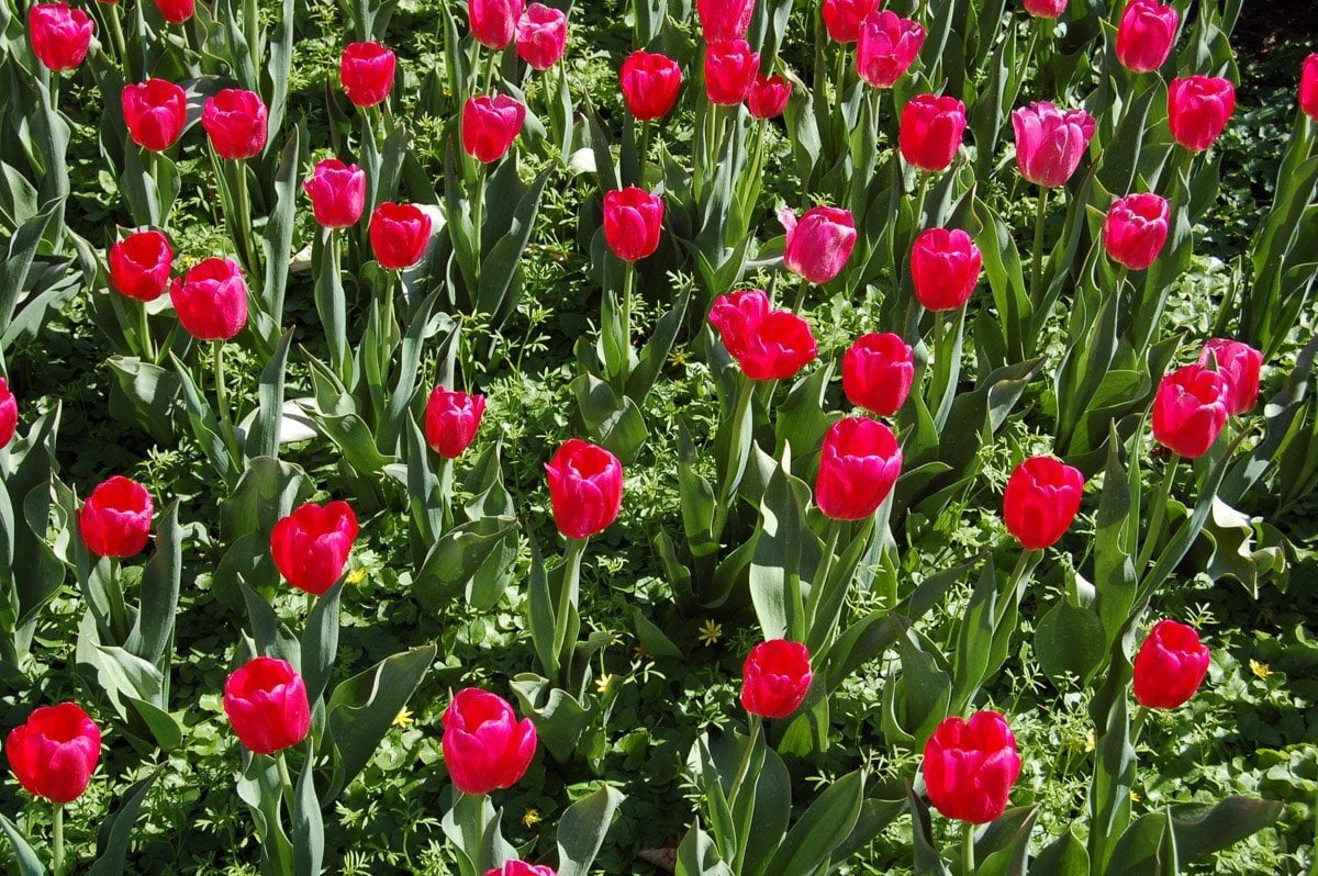 Baker Flowers Glossy Poster